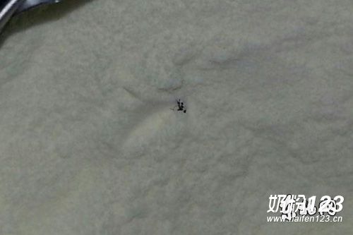飞鹤奶粉罐内出现苍蝇 消费者投诉无回复 飞鹤奶粉罐内出现苍蝇 消费者投诉无回复